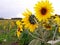 Photography of theÂ common sunflower Helianthus annuus